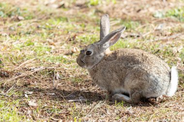Madrid, Casa de Campo 'da vahşi bir Avrupa Tavşanı (Oryctolagus cuniculus) ile karşılaşır. İspanyol topraklarının ortasındaki doğanın cazibesi. 