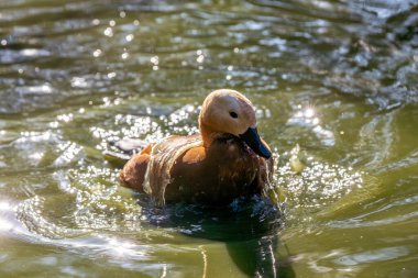 Ruddy Shelduck, Tadorna ferruginea, Bhutan 'ın Paro Vadisi' nde görülen, paslı tüyleri ve parlak turuncu gagasıyla orta büyüklükte bir su kuşudur..