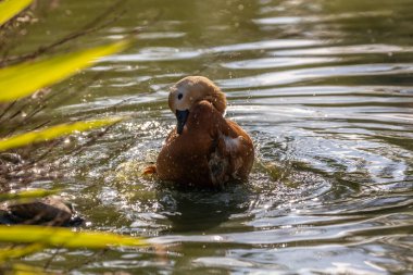 Ruddy Shelduck, Tadorna ferruginea, Bhutan 'ın Paro Vadisi' nde görülen, paslı tüyleri ve parlak turuncu gagasıyla orta büyüklükte bir su kuşudur..
