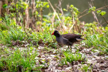 Moorhen, genellikle İrlanda 'nın Dublin kentindeki Phoenix Park' ta görülen, kendine özgü kırmızı gagası ve bacaklarıyla bilinen bir su kuşudur.. 