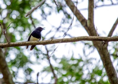 Doğu Asya 'ya özgü Doğulu Saksağan, çarpıcı siyah beyaz tüyleri ve akıllı davranışlarıyla tanınır.. 