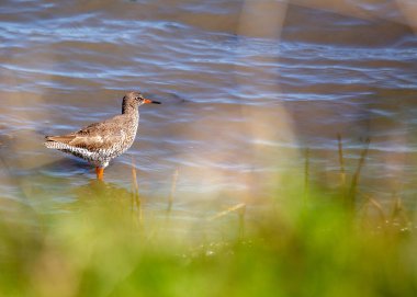Redshank, Tringa totanus, Clontarf, Dublin, İrlanda 'da gözlenen, kıyı sulak alanları boyunca yaygın olarak bulunan kırmızı bacakları ve sonda gagasıyla tanınan bir kıyı kuşudur..