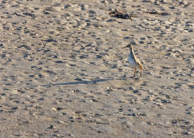 Redshank, Tringa totanus, Clontarf, Dublin, İrlanda 'da gözlenen, kıyı sulak alanları boyunca yaygın olarak bulunan kırmızı bacakları ve sonda gagasıyla tanınan bir kıyı kuşudur..