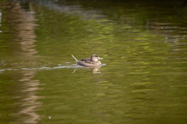 Güney Rocky Dağları 'nda görülen Oxyura jamaicensis adındaki Ruddy Duck, kendine özgü mavi gagalı ve Kuzey Amerika' ya özgü tüyleri olan küçük bir su kuşudur..