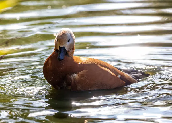 Ruddy Shelduck, Tadorna ferruginea, Bhutan 'ın Paro Vadisi' nde görülen, paslı tüyleri ve parlak turuncu gagasıyla orta büyüklükte bir su kuşudur..