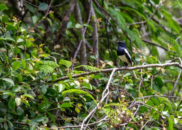 Doğu Asya 'ya özgü Doğulu Saksağan, çarpıcı siyah beyaz tüyleri ve akıllı davranışlarıyla tanınır.. 