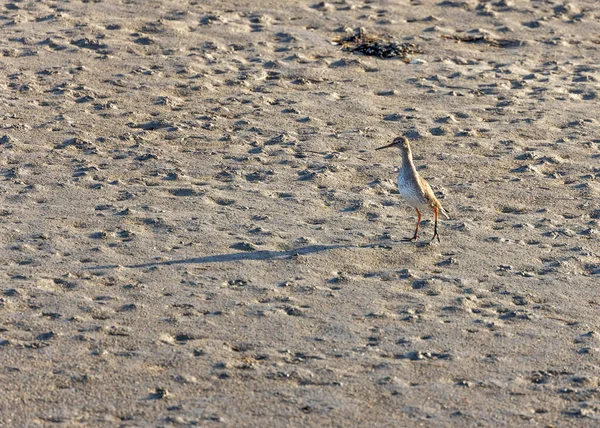 Redshank, Tringa totanus, Clontarf, Dublin, İrlanda 'da gözlenen, kıyı sulak alanları boyunca yaygın olarak bulunan kırmızı bacakları ve sonda gagasıyla tanınan bir kıyı kuşudur..