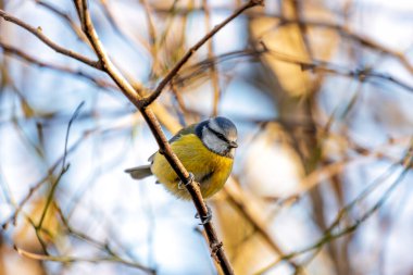 The Blue Tit (Cyanistes caeruleus) spotted in El Retiro Park, Madrid, is a small passerine bird with vibrant blue and yellow plumage, known for its agile antics and melodious songs.
