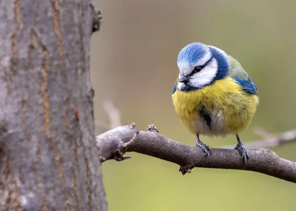 The Blue Tit (Cyanistes caeruleus) spotted in El Retiro Park, Madrid, is a small passerine bird with vibrant blue and yellow plumage, known for its agile antics and melodious songs.