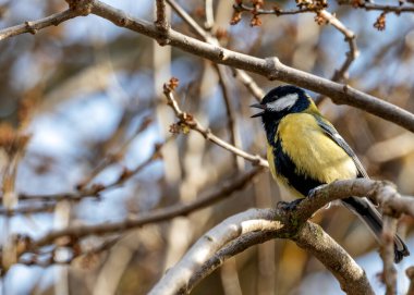 The Great Tit (Parus major) observed in Portmarnock, Dublin, Ireland, is a small bird with distinctive black, white, and yellow plumage, known for its cheerful calls and agile acrobatics. 