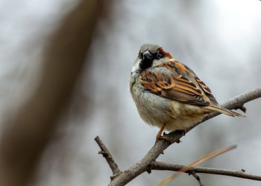 Madrid, El Retiro Park 'ta gözlemlenen erkek Sparrow Hanedanı (