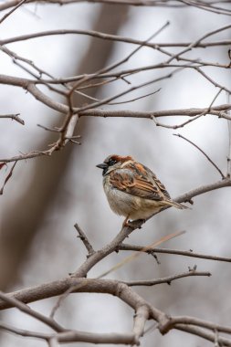 Madrid, El Retiro Park 'ta gözlemlenen erkek Sparrow Hanedanı (