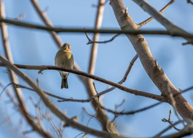 Dublin Phoenix Parkı 'nda görülen Chaffinch (Fringilla coelebs), sık sık ağaçların dallarından şarkı söyleyen renkli tüyleri olan küçük bir kuş türüdür.. 
