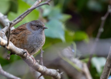 Dublin, İrlanda 'daki Ulusal Botanik Bahçeleri' nde görülen Dunnock (Prunella modularis), genellikle bahçe çalıları arasında yiyecek ararken bulunan, ince kahverengi tüylü küçük bir kuş türüdür..