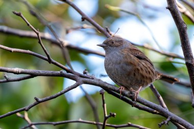 Dublin, İrlanda 'daki Ulusal Botanik Bahçeleri' nde görülen Dunnock (Prunella modularis), genellikle bahçe çalıları arasında yiyecek ararken bulunan, ince kahverengi tüylü küçük bir kuş türüdür..