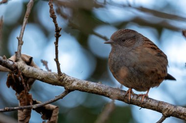 Dublin, İrlanda 'daki Ulusal Botanik Bahçeleri' nde görülen Dunnock (Prunella modularis), genellikle bahçe çalıları arasında yiyecek ararken bulunan, ince kahverengi tüylü küçük bir kuş türüdür..