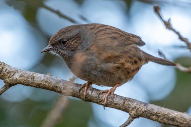 Dublin, İrlanda 'daki Ulusal Botanik Bahçeleri' nde görülen Dunnock (Prunella modularis), genellikle bahçe çalıları arasında yiyecek ararken bulunan, ince kahverengi tüylü küçük bir kuş türüdür..