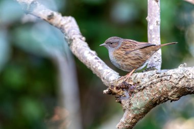 Dublin, İrlanda 'daki Ulusal Botanik Bahçeleri' nde görülen Dunnock (Prunella modularis), genellikle bahçe çalıları arasında yiyecek ararken bulunan, ince kahverengi tüylü küçük bir kuş türüdür..
