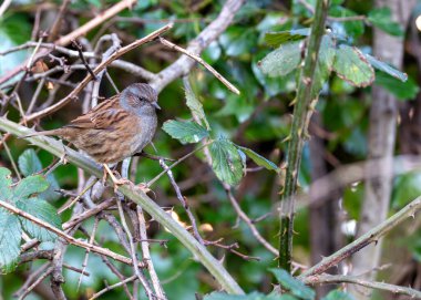 Dublin, İrlanda 'daki Ulusal Botanik Bahçeleri' nde görülen Dunnock (Prunella modularis), genellikle bahçe çalıları arasında yiyecek ararken bulunan, ince kahverengi tüylü küçük bir kuş türüdür..