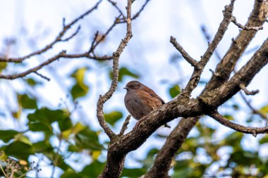 Dublin, İrlanda 'daki Ulusal Botanik Bahçeleri' nde görülen Dunnock (Prunella modularis), genellikle bahçe çalıları arasında yiyecek ararken bulunan, ince kahverengi tüylü küçük bir kuş türüdür..