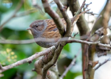 Dublin, İrlanda 'daki Ulusal Botanik Bahçeleri' nde görülen Dunnock (Prunella modularis), genellikle bahçe çalıları arasında yiyecek ararken bulunan, ince kahverengi tüylü küçük bir kuş türüdür..