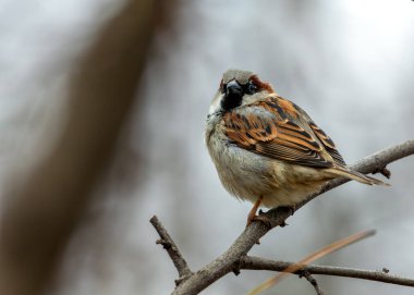 Madrid, El Retiro Park 'ta gözlemlenen erkek Sparrow Hanedanı (