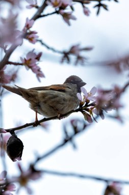 Madrid, El Retiro Park 'ta gözlemlenen erkek Sparrow Hanedanı (