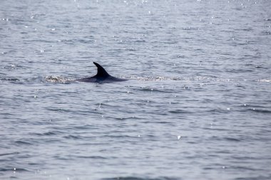 Bryde Balinası (Balaenoptera brydei), tropikal ve subtropikal sularda bulunan bir balina türüdür.. 