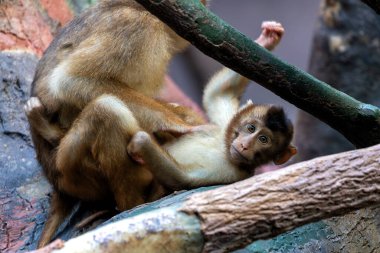 Yaygın Sincap Maymunu (Saimiri sciureus), Güney Amerika ormanlarına özgü, çevik hareketleri ve sosyal davranışlarıyla tanınan küçük bir primatdır..