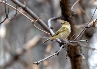 The Common Chiffchaff (Phylloscopus collybita), El Retiro Park, Madrid 'de görülen, kendine özgü 