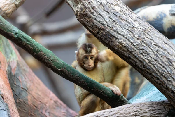 The Common Squirrel Monkey (Saimiri sciureus) is a small primate native to the forests of South America, recognized for its agile movements and social behavior.