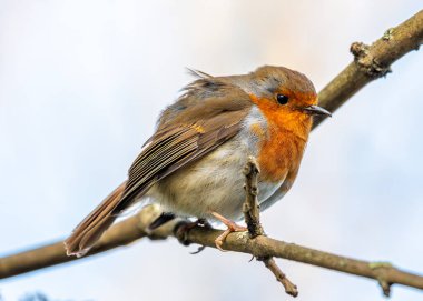 Neşeli bir Robin Red Breast (Erithacus Rubecula) Dublin 'in Ulusal Botanik Bahçeleri' nde bir dala tünemişti..