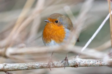 Neşeli bir Robin Red Breast (Erithacus Rubecula) Dublin 'in Ulusal Botanik Bahçeleri' nde bir dala tünemişti..