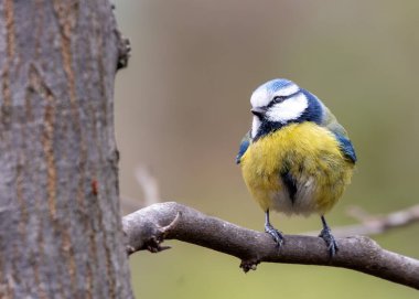 A vibrant Blue Tit perched among the blooms of Dublin's National Botanic Gardens.