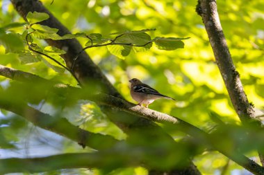 Dublin 'in Ulusal Botanik Bahçeleri' nin yeşilliğinin ortasına tünemiş bir Chaffinch. Canlı renkleri ışığı yakalıyor.