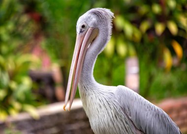 Zarif Pembe Sırtlı Pelikan yağmurları Sahraaltı Afrika sularında, sulak alanlarda sakin bir varlık.. 