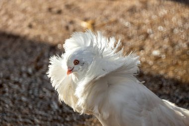 Zarif Jacobin Güvercini şehir manzaralarının ortasında tünedi. Dünya çapında büyüleyici bir manzara.. 