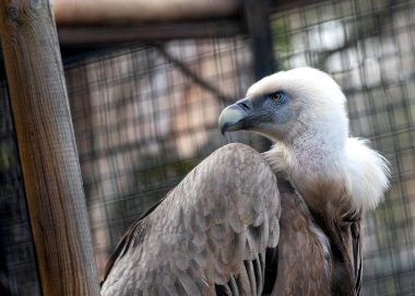 Zarif Griffon Akbabası Gambiya topraklarında süzülüyor. Doğal ortamında görkemli bir manzara..
