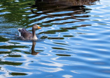 Greylag Goose, Avrupa ve Asya 'nın sulak arazi güzelliğinin bir sembolü olan gölleri ve bataklıkları aşarak zarifçe süzülüyor..
