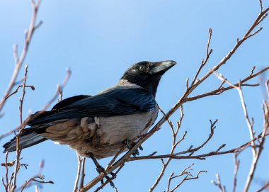 Kapüşonlu Karga, parlak siyah tüyleri şehir manzarasıyla çelişiyor, bir binanın tepesine tünemiş, arazisini araştırıyor..