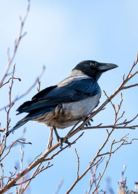 Kapüşonlu Karga, parlak siyah tüyleri şehir manzarasıyla çelişiyor, bir binanın tepesine tünemiş, arazisini araştırıyor..
