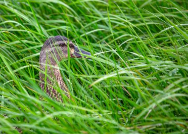 Zengin kahverengi tüylerle süslenmiş dişi bir Mallard, suyun yüzeyinde zarif bir şekilde süzülür..