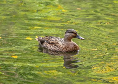 Zengin kahverengi tüylerle süslenmiş dişi bir Mallard, suyun yüzeyinde zarif bir şekilde süzülür..
