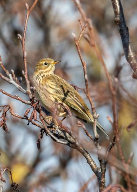Meadow Pipit (Anthus pratensis) Boğa Adası 'nın çayırlarında uçar, melodik cıvıltıları kıyı havasını İrlanda' nın vahşi hayatının özüyle doldurur.. 