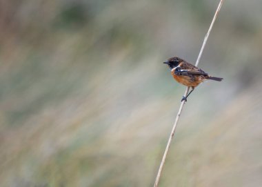 Stonechat (Saxicola rubicola), Boğa Adası 'ndaki kıyı çalılarının tepesinde, Dublin kıyılarının rüzgarlı arazisinde yankılanan kendine özgü sesleri vardır..