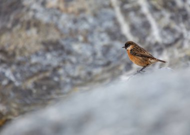 Stonechat (Saxicola rubicola), Boğa Adası 'ndaki kıyı çalılarının tepesinde, Dublin kıyılarının rüzgarlı arazisinde yankılanan kendine özgü sesleri vardır..