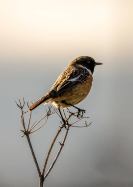 Stonechat (Saxicola rubicola), Boğa Adası 'ndaki kıyı çalılarının tepesinde, Dublin kıyılarının rüzgarlı arazisinde yankılanan kendine özgü sesleri vardır..