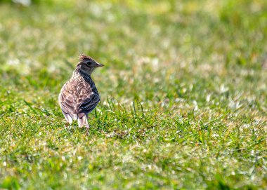 Skylark (Alauda arvensis) Boğa Adası 'nın üzerindeki gökyüzüne yükselir ve coşkulu şarkısı İrlanda' nın Dublin ovalarında yankılanır..