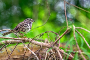 Song Sparrow (Melospiza melodisi), Golden Gate Park, San Francisco 'nun yeşilliklerinde melodik melodilerini söyler..