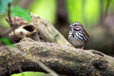 Song Sparrow (Melospiza melodisi), Golden Gate Park, San Francisco 'nun yeşilliklerinde melodik melodilerini söyler..